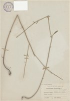 藏品(菊)的圖片